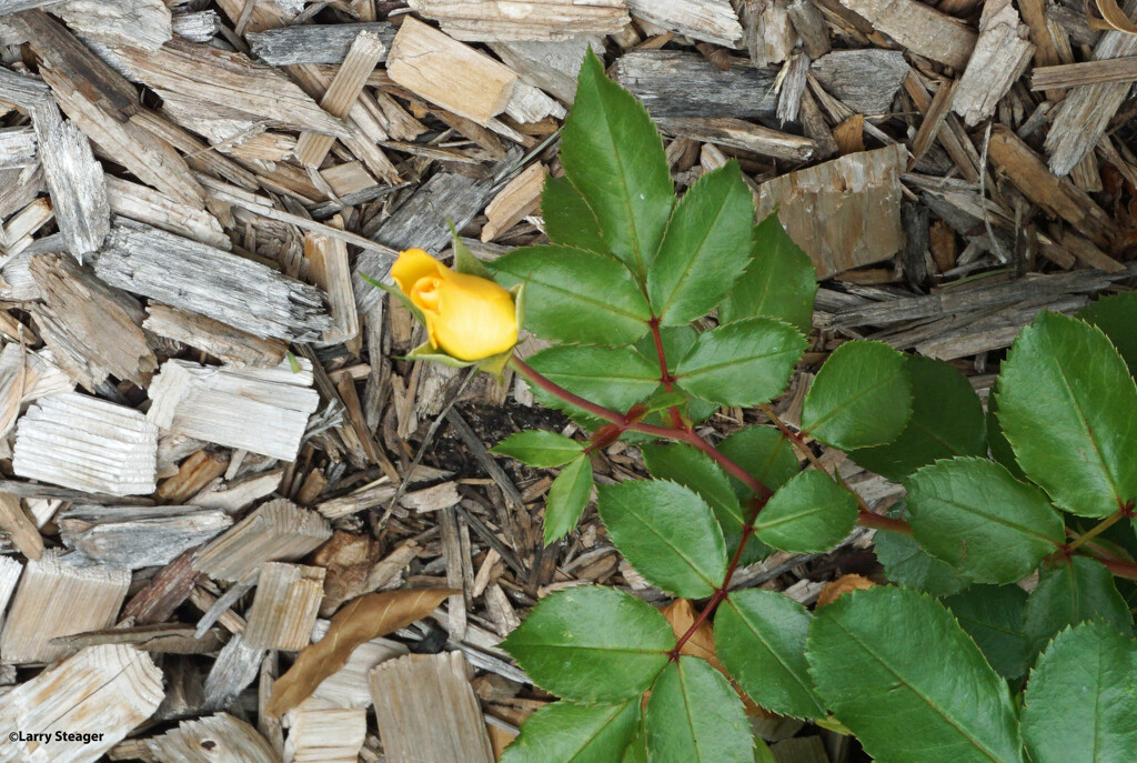 Yellow rose bud by larrysphotos
