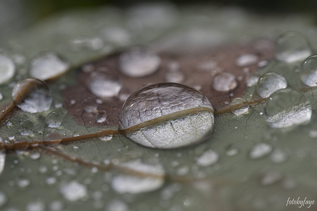 Rain on a leaf by fayefaye