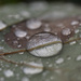 Rain on a leaf by fayefaye