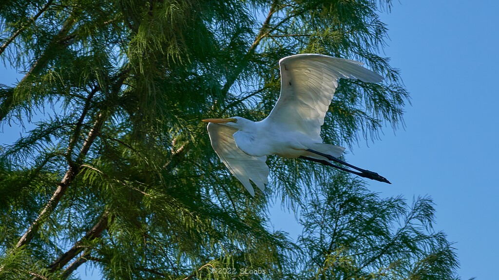 264-365 Egret by slaabs