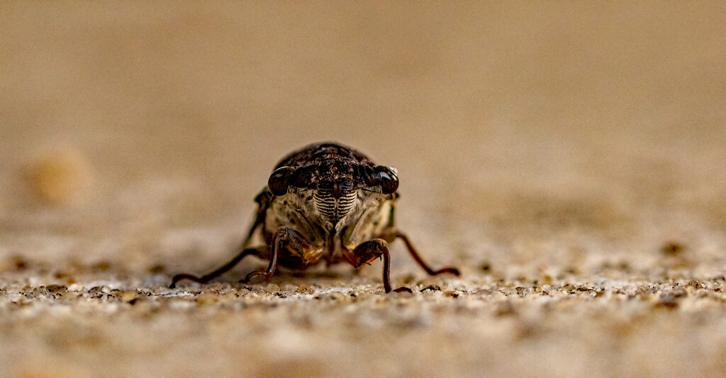 Cicada, Close Up! by rickster549
