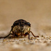 Cicada, Close Up!