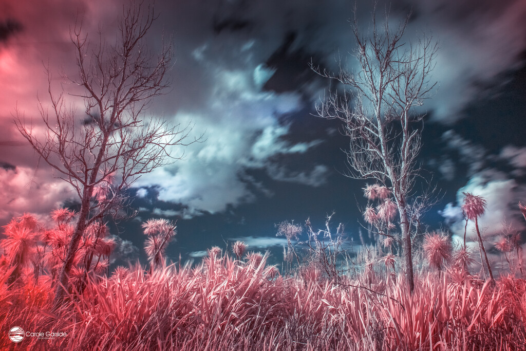 Surreal Infrared by yorkshirekiwi