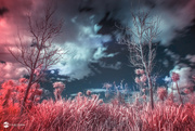 23rd Sep 2022 - Surreal Infrared