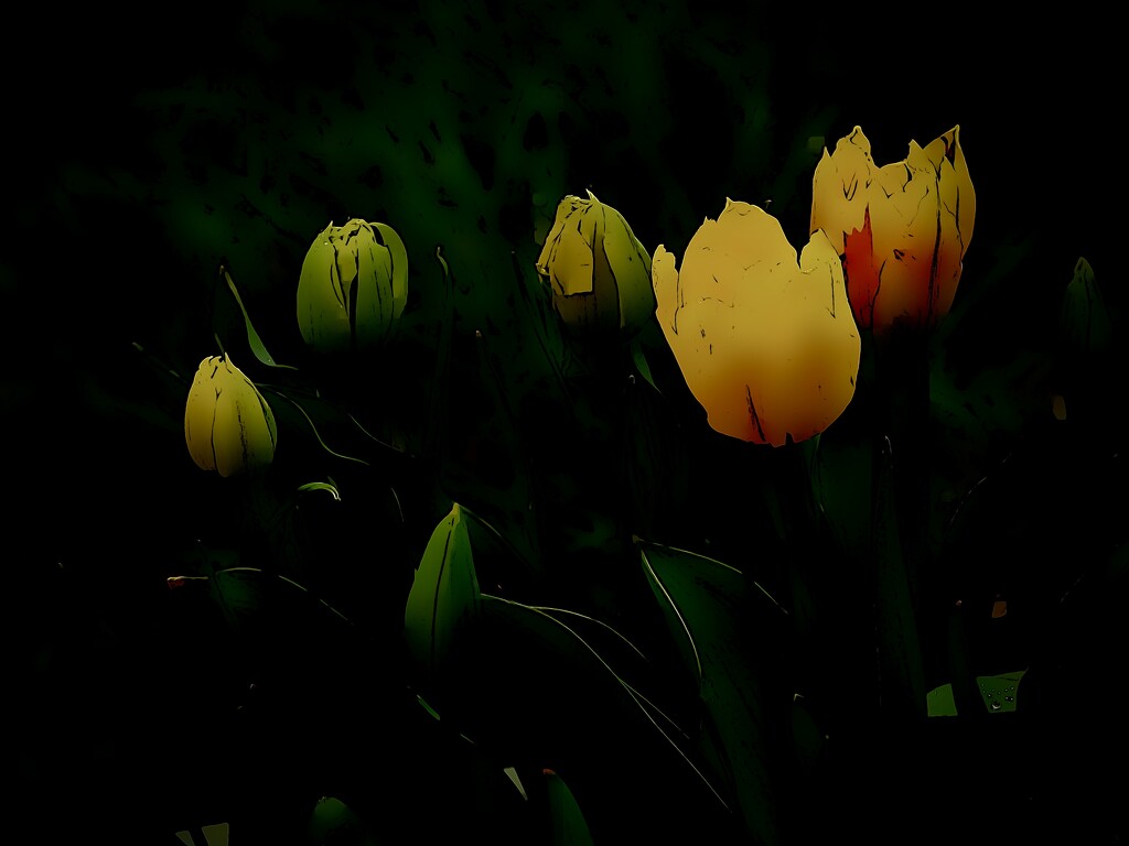 tulips by maggiemae