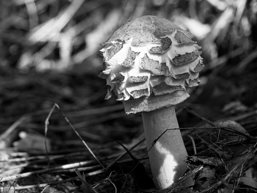 Mushroom by newbank