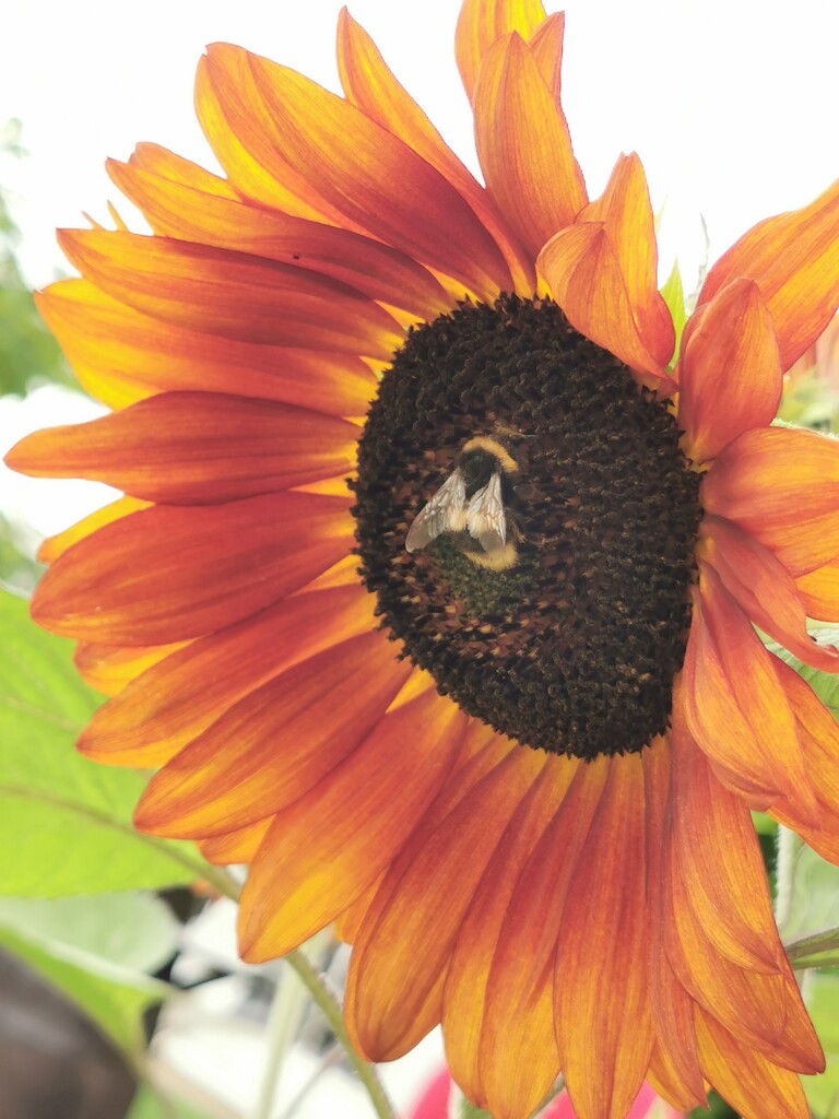 Bee on a sunflower  by plainjaneandnononsense