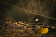 22nd Sep 2022 - More rain more mushrooms 