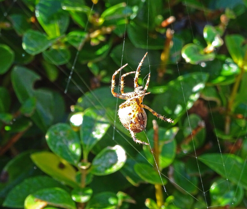 Spider spinning its web in the garden  by marianj