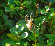 23rd Sep 2022 - Spider spinning its web in the garden 