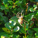 Spider spinning its web in the garden  by marianj