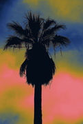 23rd Sep 2022 - palm sunset