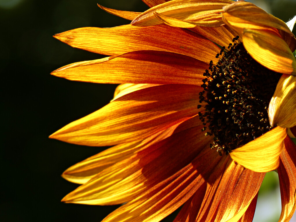 Sunflowers In Seattle by seattlite