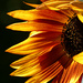 Sunflowers In Seattle by seattlite