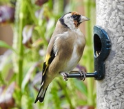23rd Sep 2022 - Goldfinch
