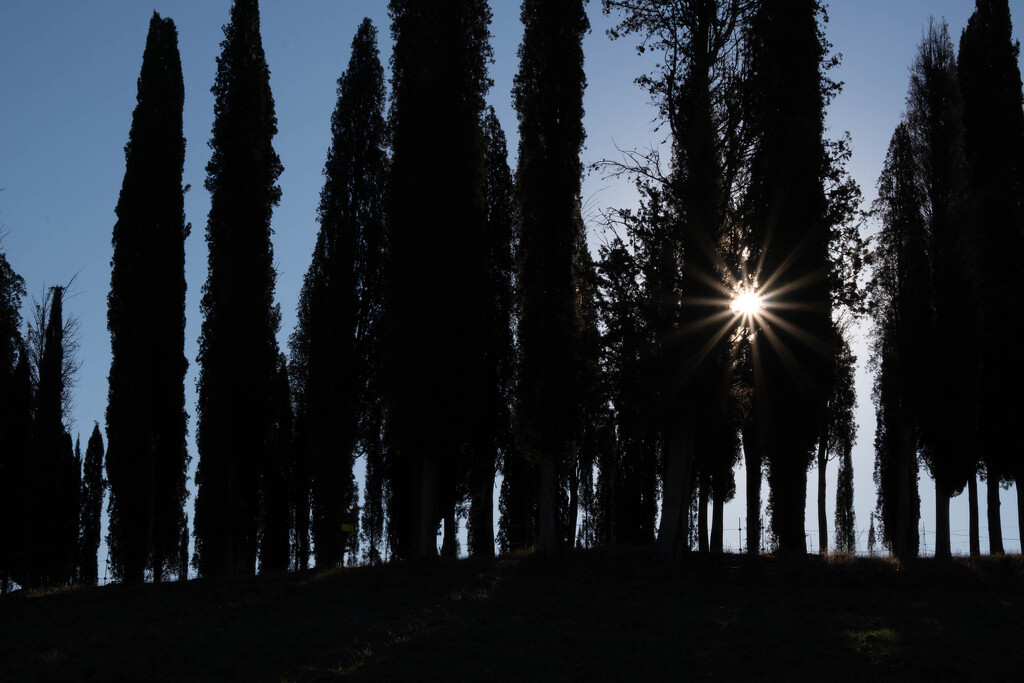 Cypress in Val d’Orcia by caterina