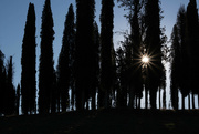23rd Sep 2022 - Cypress in Val d’Orcia