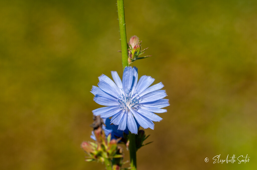 Blue flower by elisasaeter