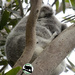 Grace Day 3  by koalagardens