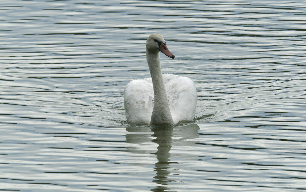 mute swan  by rminer
