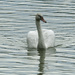 mute swan 