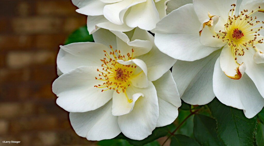 White roses 1 by larrysphotos