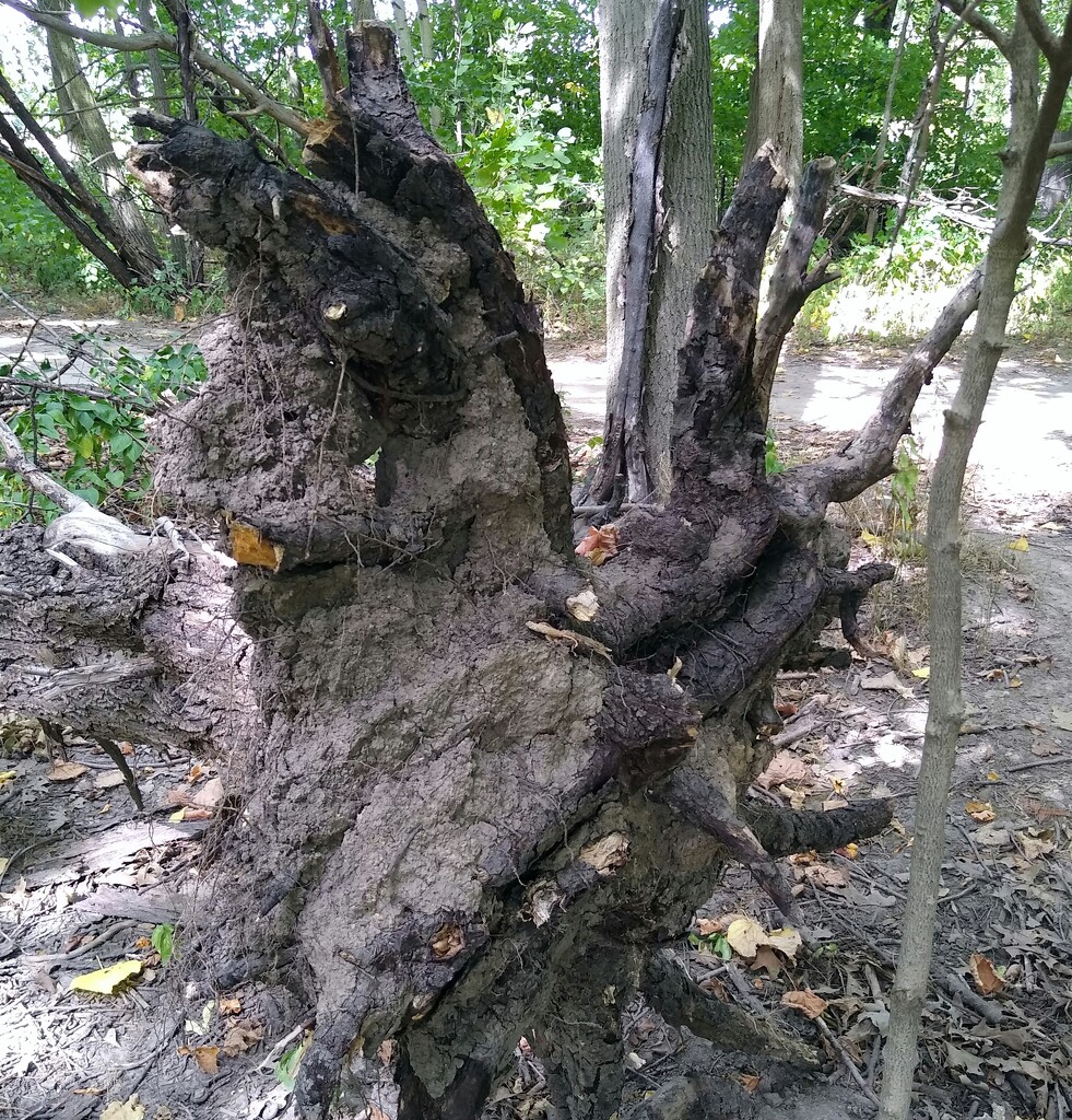 Tree stump by bruni