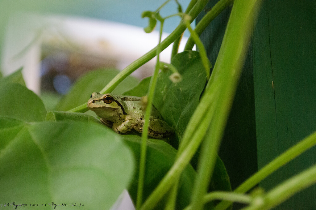 Frog in the Bean Stock by byrdlip