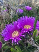 23rd Sep 2022 - Ice Plant Blooms