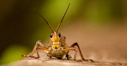 23rd Sep 2022 - Eastern Lubber Grasshopper!