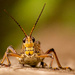 Eastern Lubber Grasshopper!