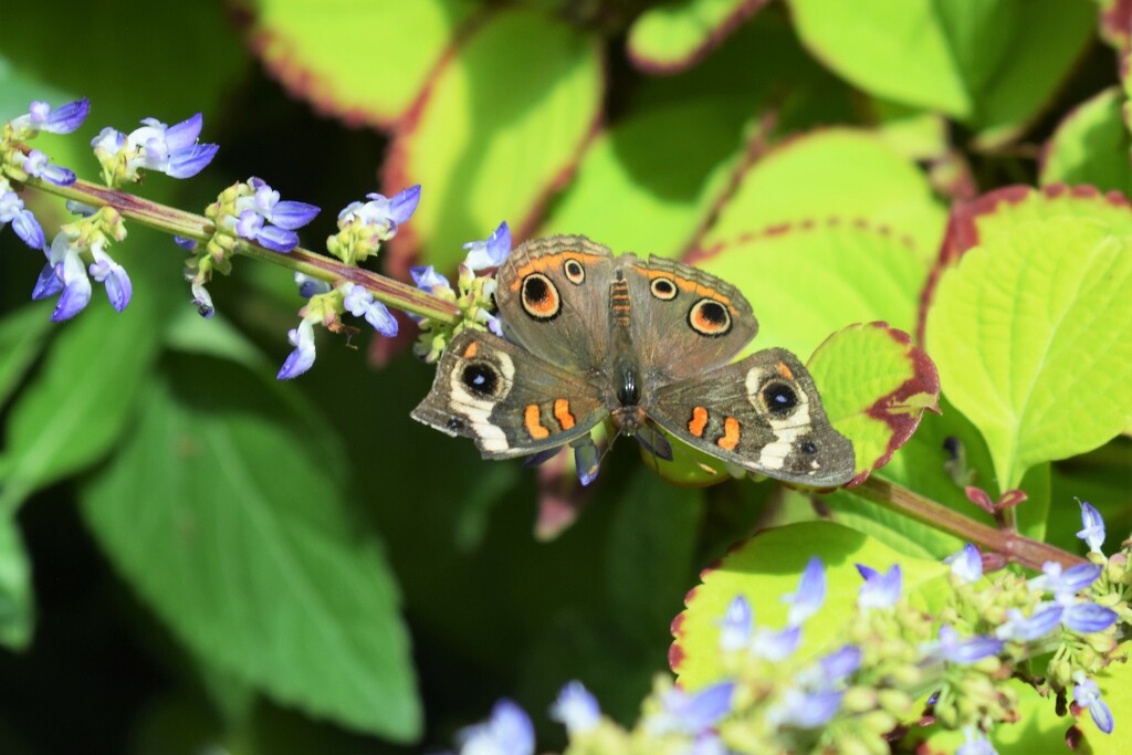 Buckeye Butterfly by sandlily