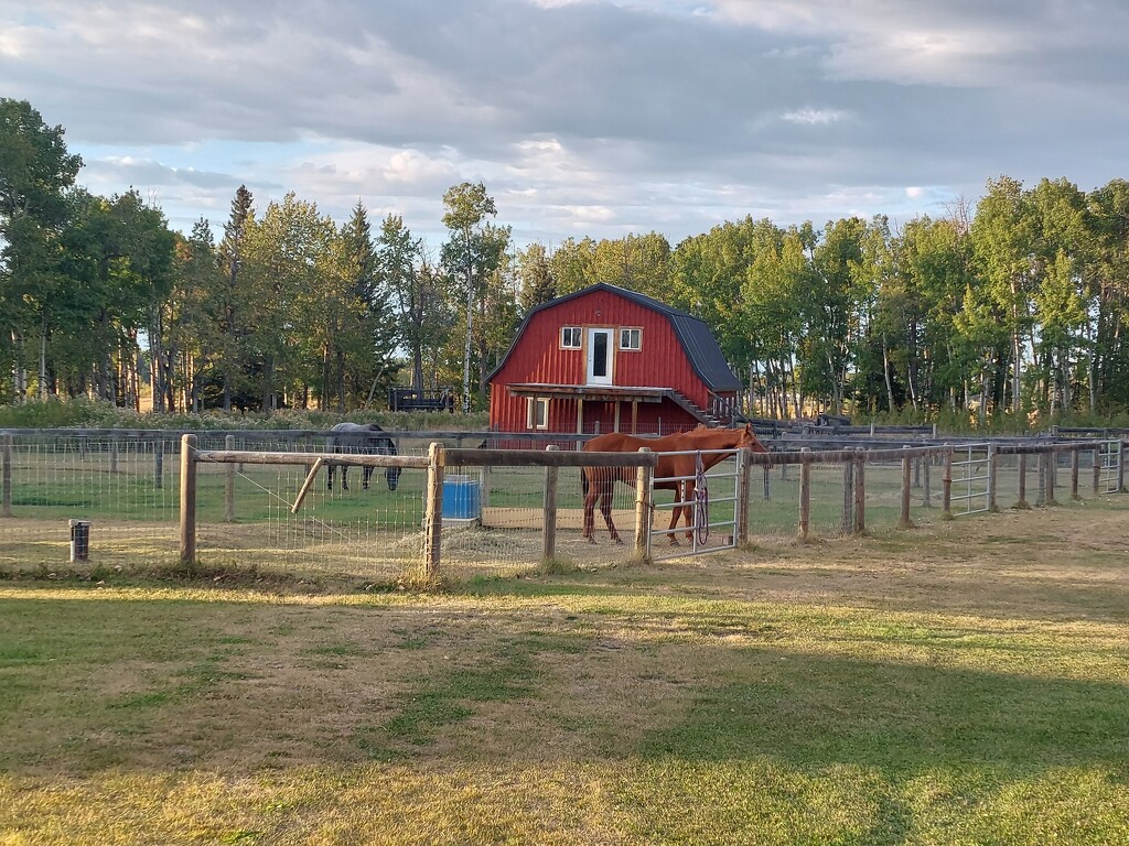 On The Farm by bkbinthecity