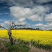 So much canola by pusspup