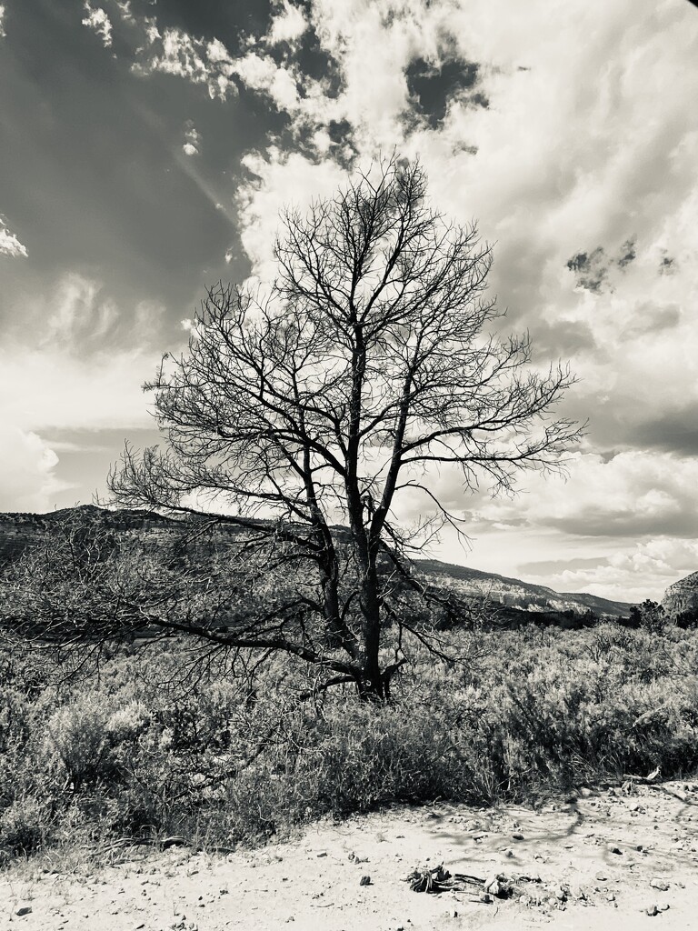 Black & White Tree by clay88