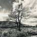 Black & White Tree by clay88