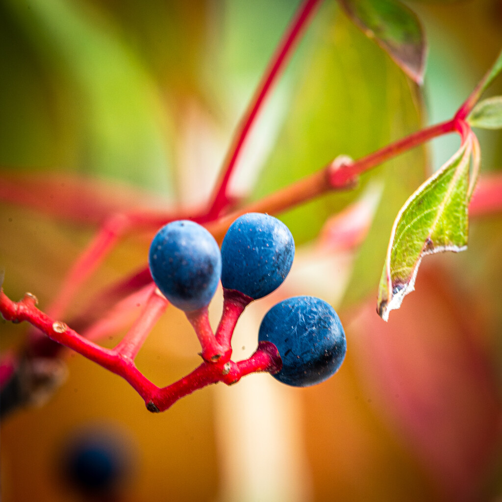 09-23 - Berries by talmon