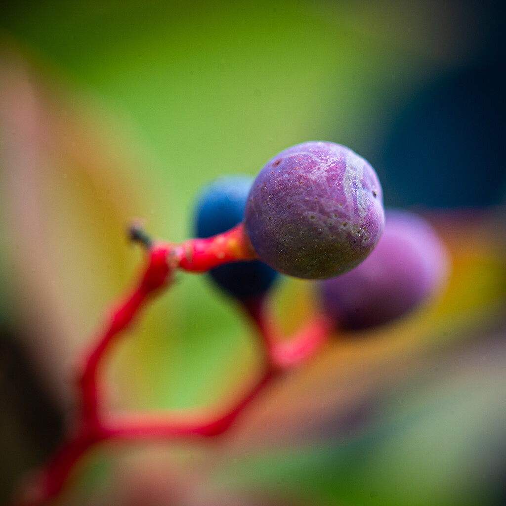 09-23 - Berry 2 by talmon