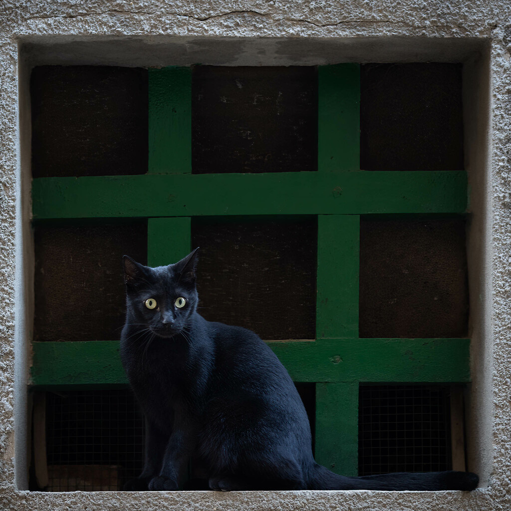 Black Cat in a Window by jyokota
