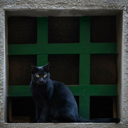 20th Sep 2022 - Black Cat in a Window