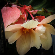 17th Sep 2022 - Double Begonia