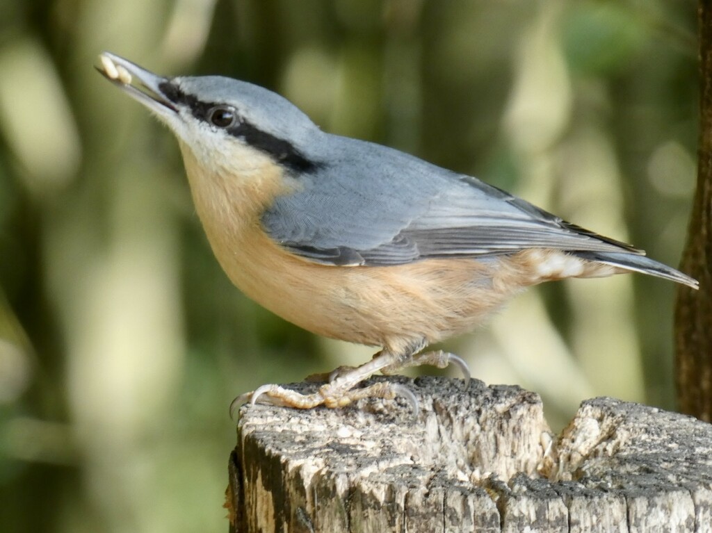 Cute little nuthatch by orchid99