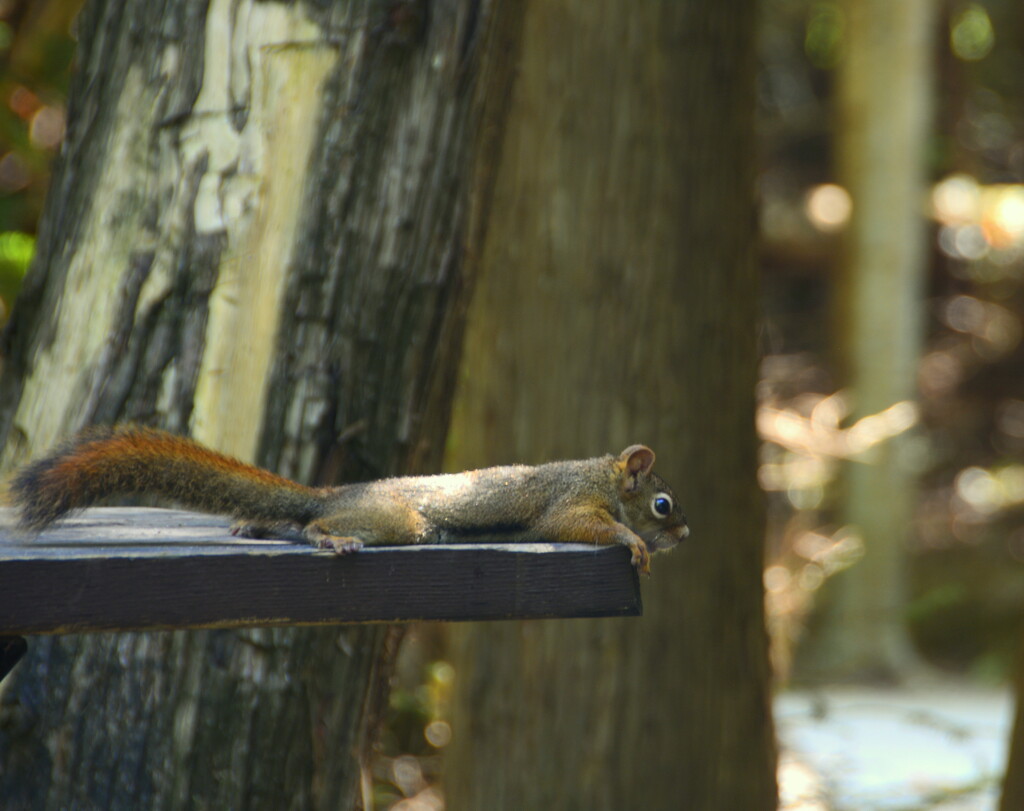 A squirrel's life is tiring.. by jayberg