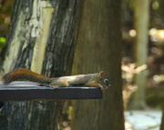 24th Sep 2022 - A squirrel's life is tiring..