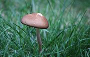 24th Sep 2022 - A little toadstool
