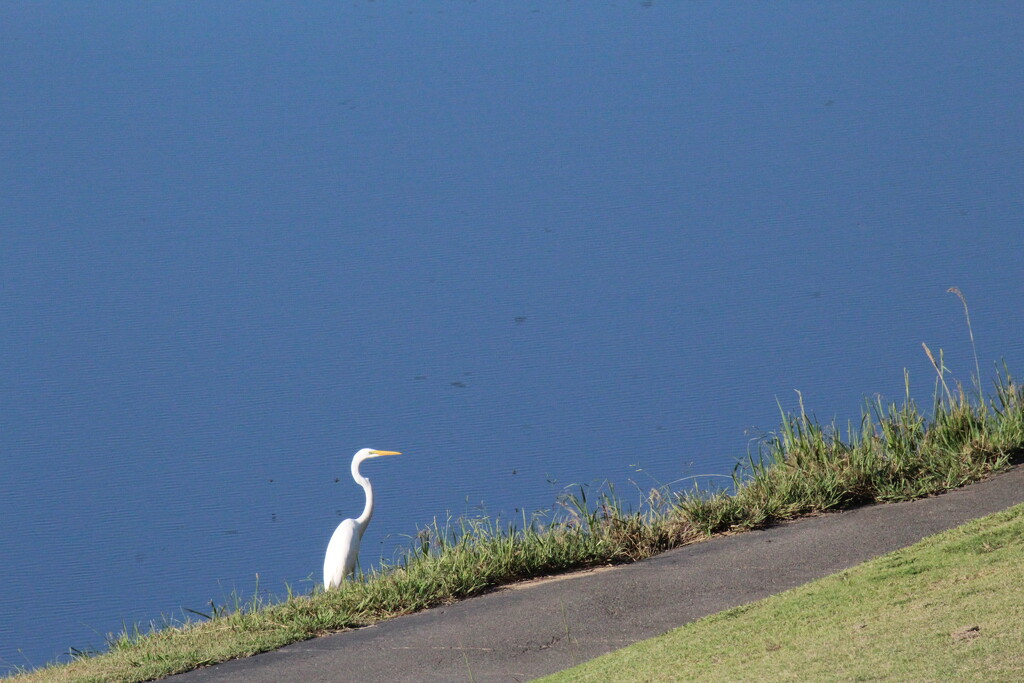 Sept 21 The White Egret is back IMG_7367A by georgegailmcdowellcom