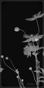 25th Sep 2022 - Japanese anemone 2