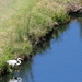 Sept 23 White Egret in small pond IMG_7409A by georgegailmcdowellcom