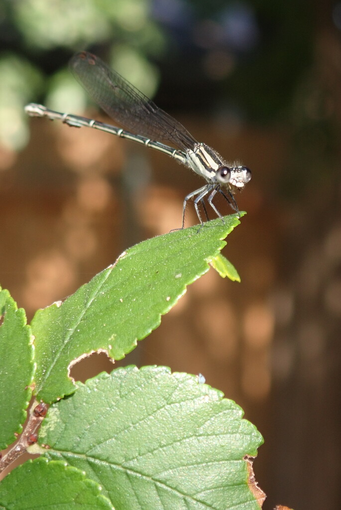 Dragonfly Kiddo by matsaleh