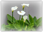 25th Sep 2022 - The last Arum lilies